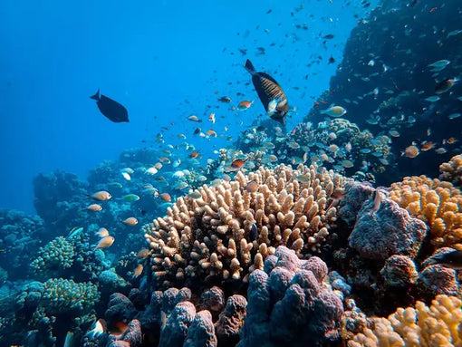 World Oceans Day: Diving into Ocean Conservation