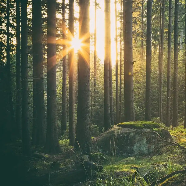 Forest Nature FSC