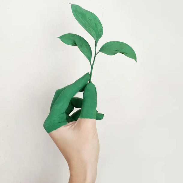 Hand holding a plant