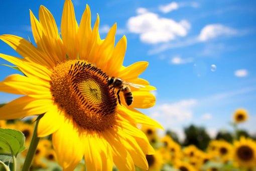 bee on sunflower