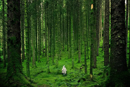 A Wild Success: How FSC Helps Wildlife Populations Grow
