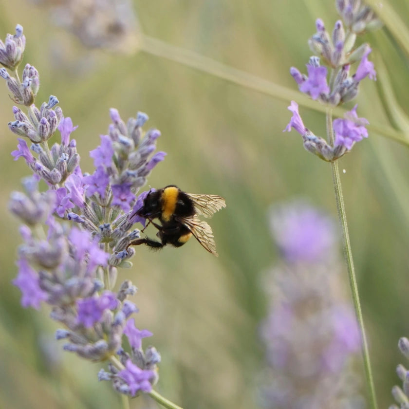 A bumblebee with translucent wings collects nectar from vibrant lavender flowers against a blurred natural green and purple background, conveying tranquility.