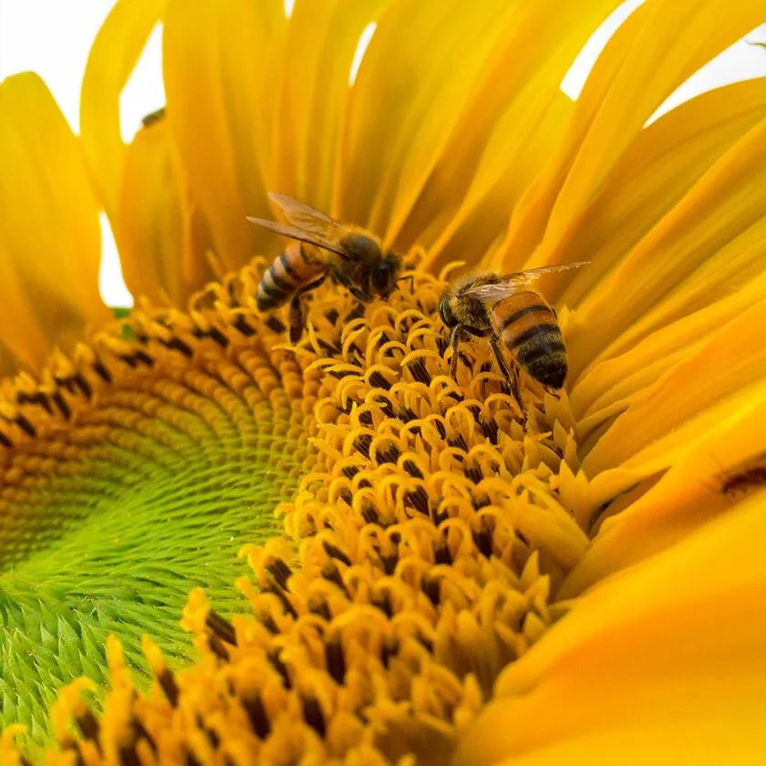 Bee On Sunflower