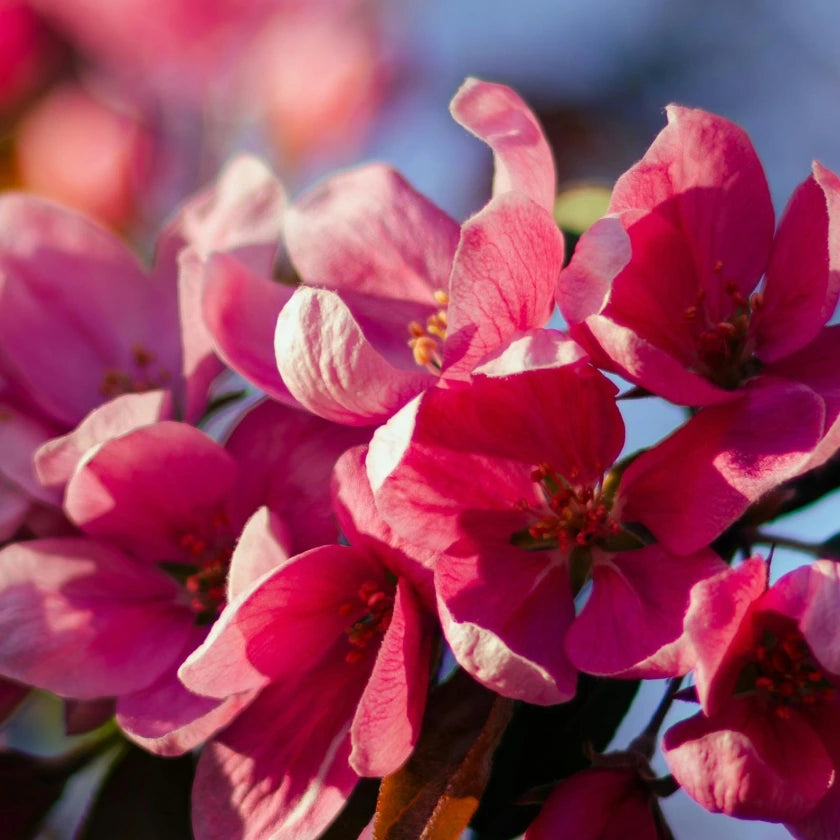 Close-up of vibrant pink flowers with soft petals in full bloom against a blurred background of blue sky, conveying a sense of spring and renewal.