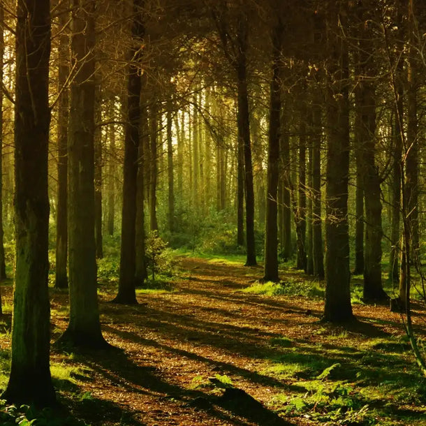 A sunlit forest with tall, shadowed trees lining a narrow, leaf-covered path. Warm, golden light filters through branches, creating a serene atmosphere.