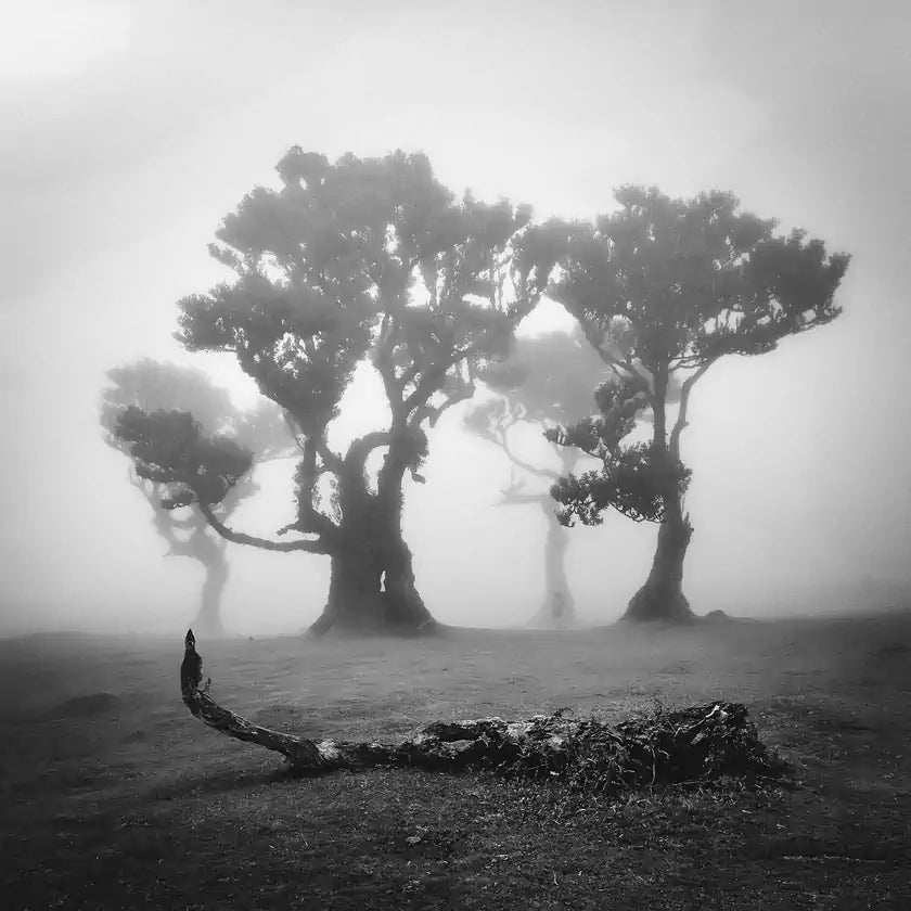 Damaged trees - black & white