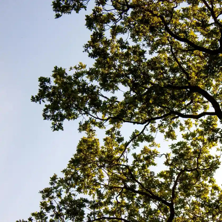 Tree branches with dense green leaves stretch across the sky, filtering sunlight. The scene conveys tranquility and the beauty of nature.