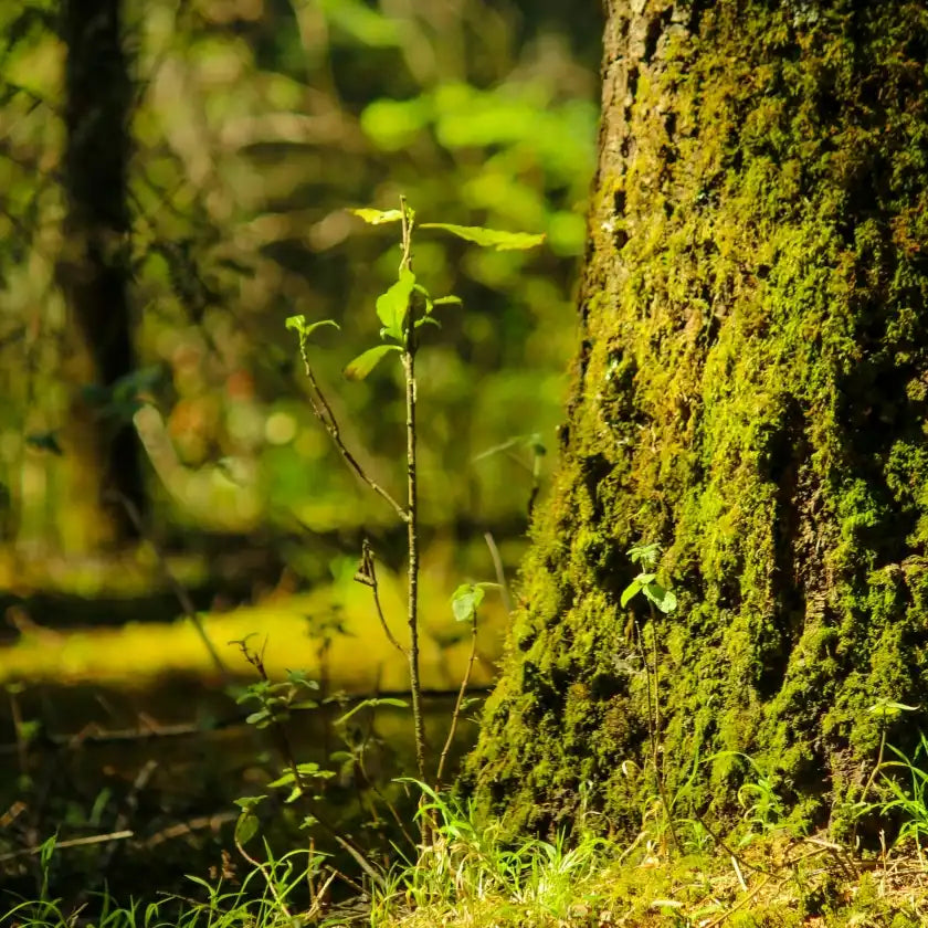 Close-up of a tree trunk covered in vibrant green moss, surrounded by sunlit forest greenery and a tree sprout. The image evokes feelings of growth and suggests new beginnings.