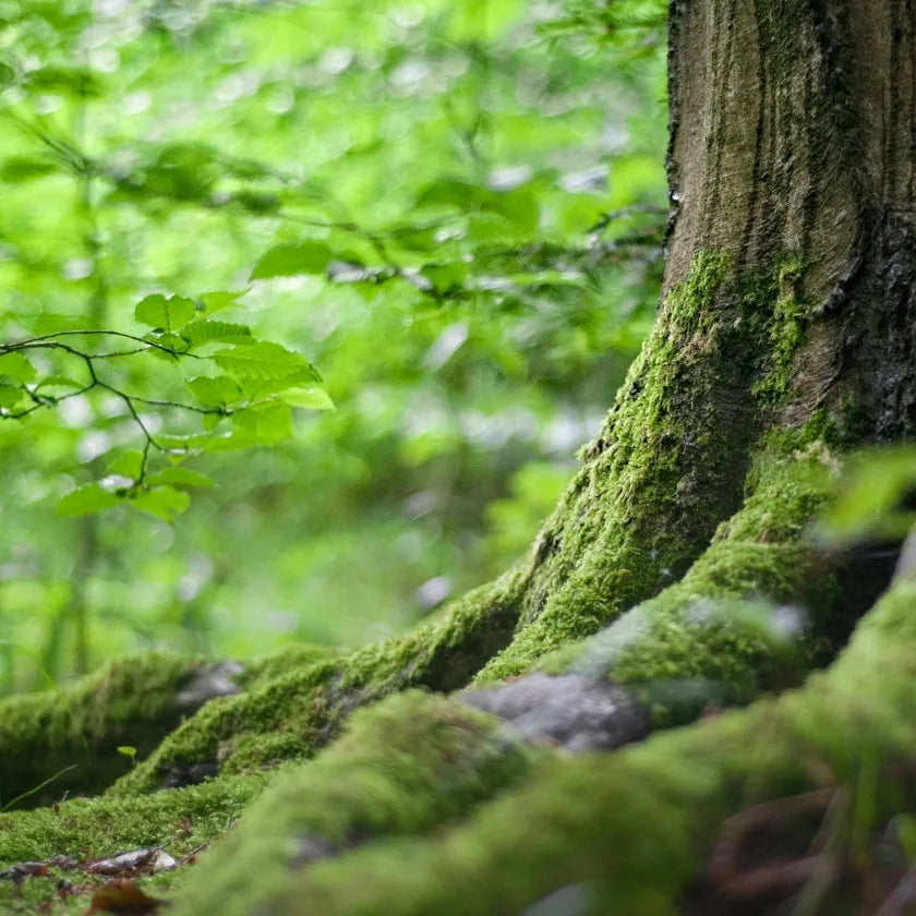 A close-up shot of a tree trunk with roots covered in lush green moss. The surrounding leaves are vibrant and blurred, creating a serene forest atmosphere.