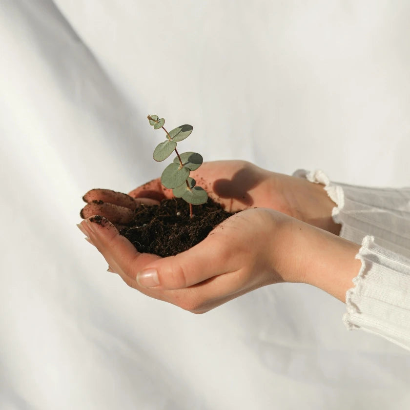 Hands gently cupping soil with a small plant sprout, set against a soft white background. The image conveys growth, nurturing, and care.