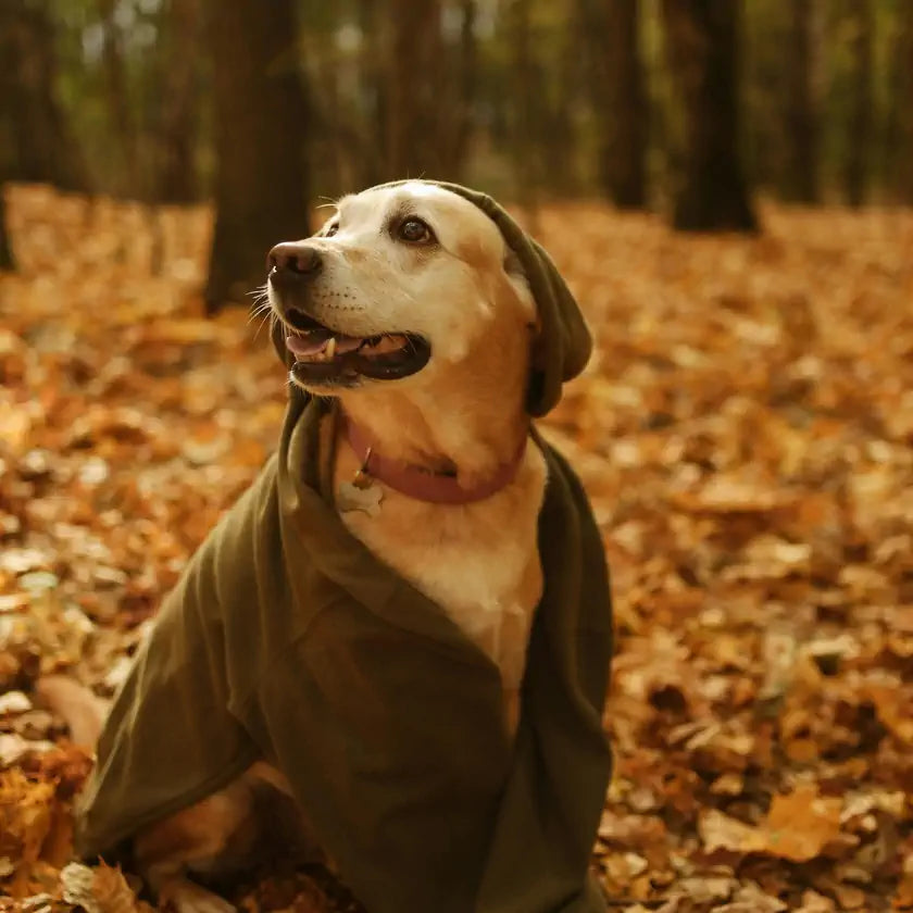 Autumn Dog
