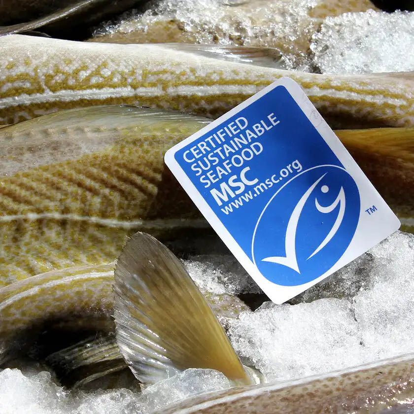 Everyday Actions to Protect the Ocean