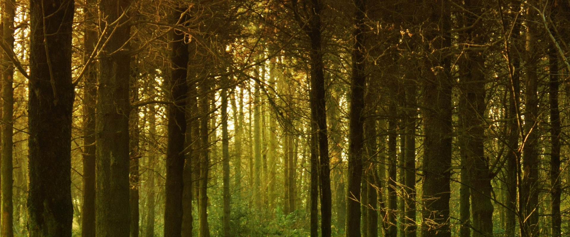 A sunlit forest with tall, shadowed trees. Warm, golden light filters through branches, creating a serene atmosphere.