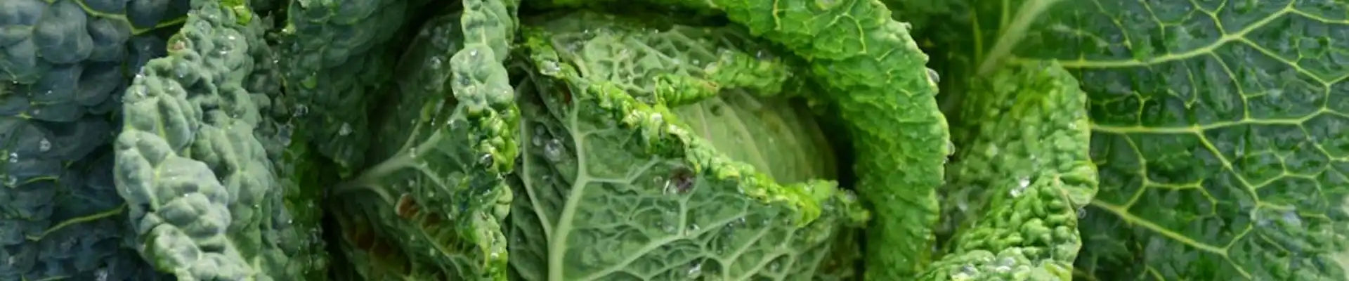 Healthy Garden, Healthy Mind