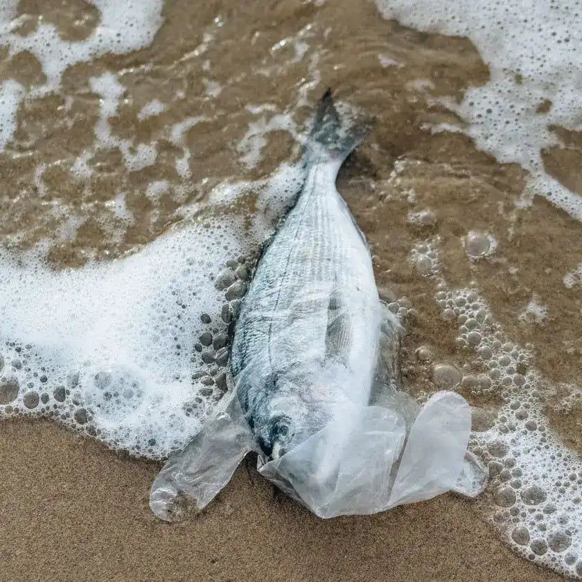 Marine Life In Plastic