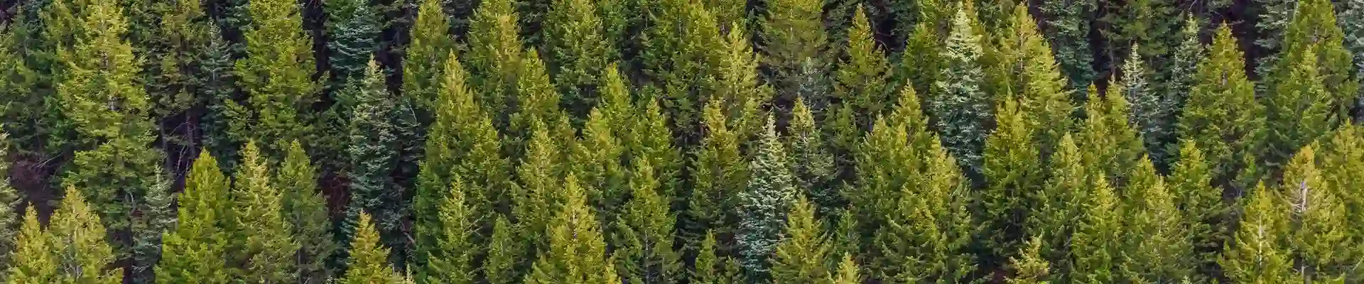 FSC Forests