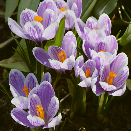 Purple crocuses with vibrant orange stamens bloom amid green leaves, conveying a sense of renewal and the beauty of spring.