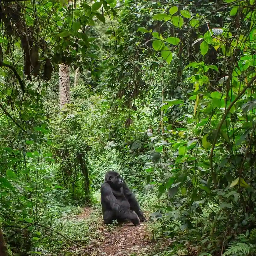 Rainforest in Central Africa