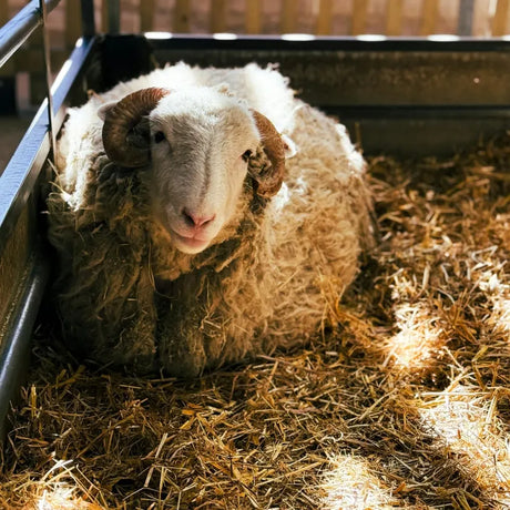 A fluffy ram with large curved horns lies on straw inside a sunlit pen. The soft light adds warmth to the serene farm setting.