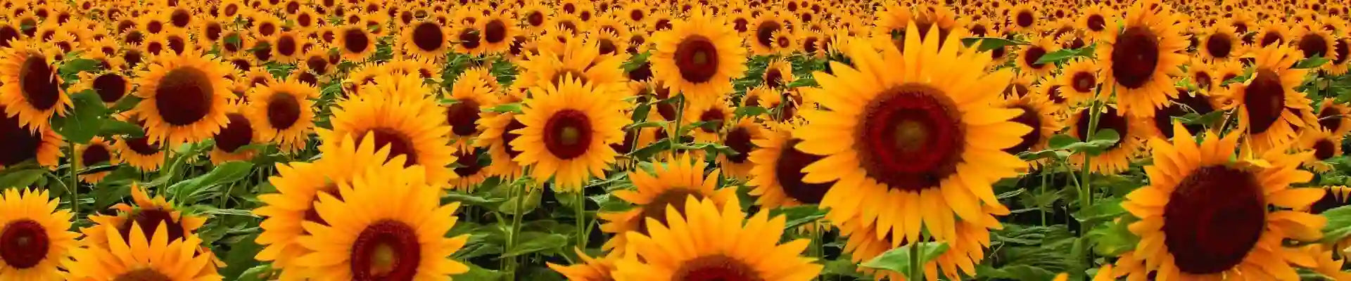 Sunflower Boxes Are In this Summer