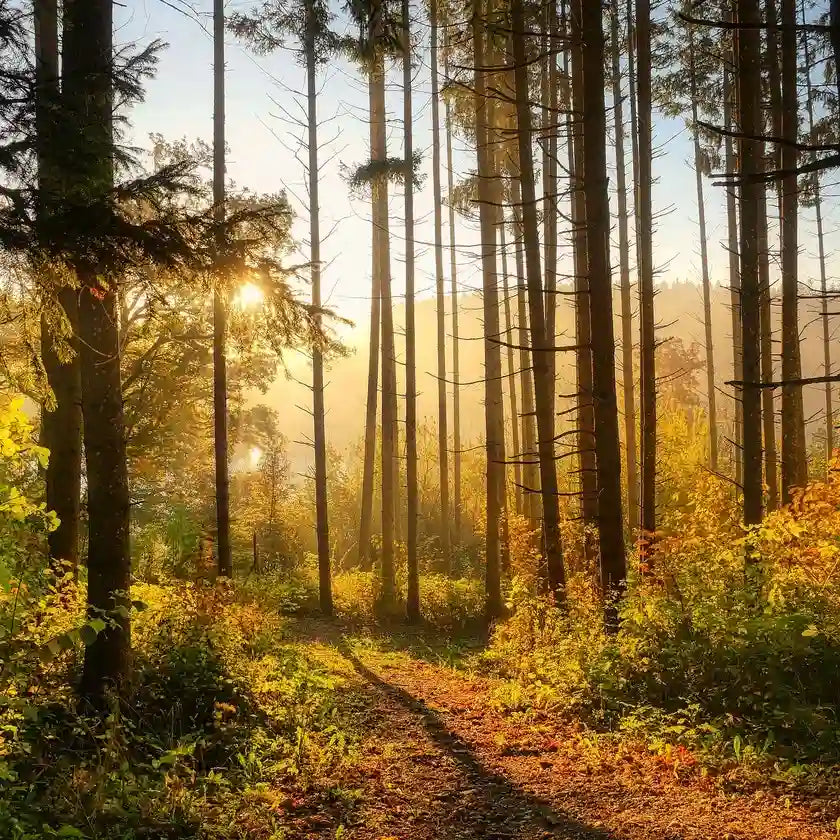 Use FSC Certified Packaging