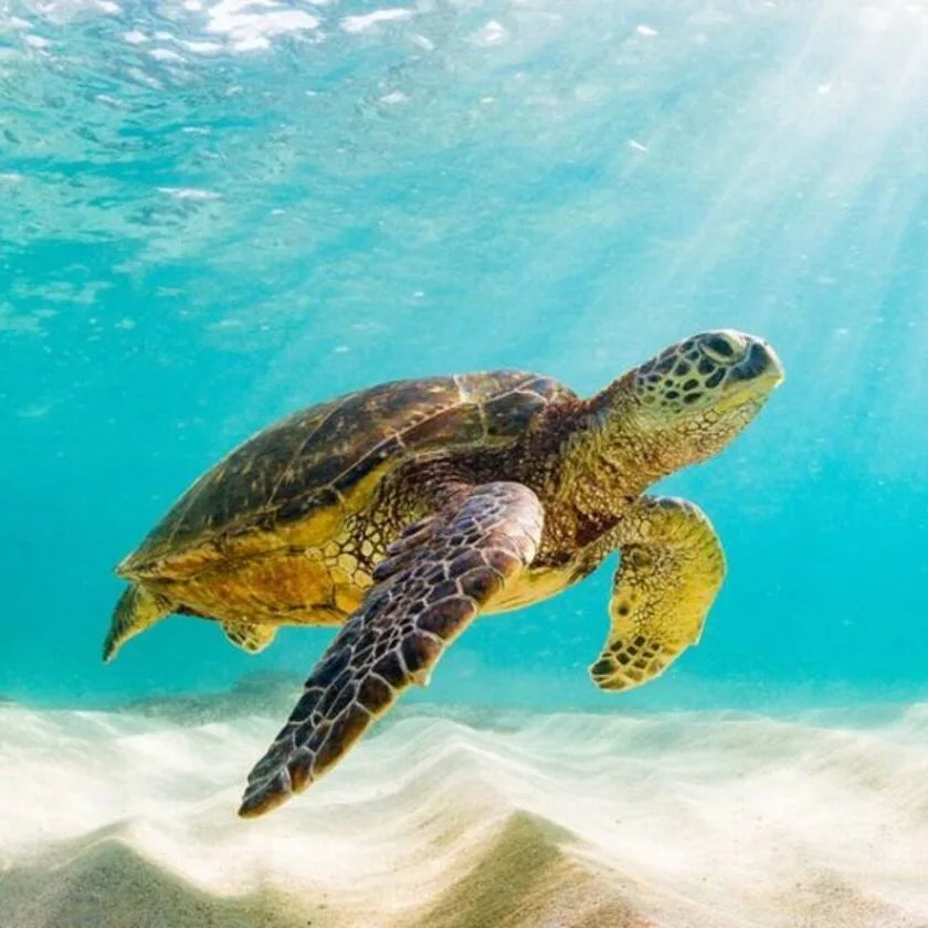 World Turtle Day